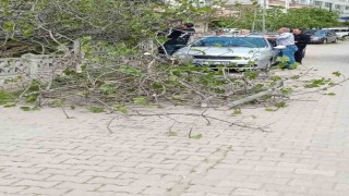 Sinopta incir ağacı otomobilin üstüne devrildi
