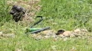 Şırnakta odun almaya giden kadın 2 metre uzunluğunda yılan gördü