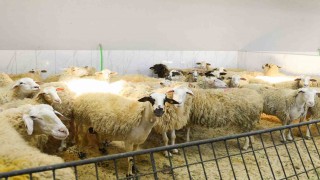 Şişlide kurban satış ve kesim yerleri denetlendi