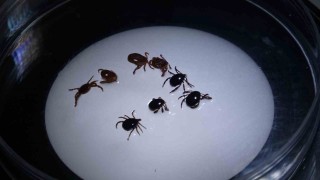 Sivasta 8 kişiye KKKA tanısı konuldu, 1 kişi hayatını kaybetti