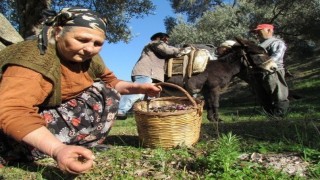 Sofralık zeytin ihracatı 128 milyon dolardan 162 milyon dolara yükseldi