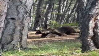 Soğuksu Milli Parkında ayılar görülmeye başlandı