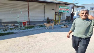 Sokak köpekleri tehlike saçıyor