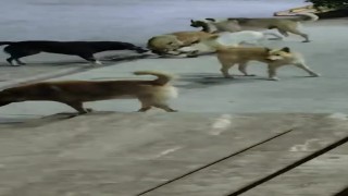 Sokak köpeklerinin saldırdığı kedi telef oldu