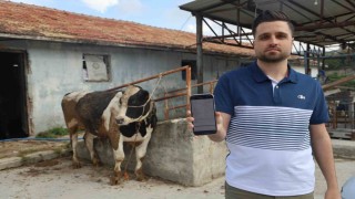 Sosyal medyada gördüğü kurbanlık danaları almak isterken 200 bin TL dolandırıldı