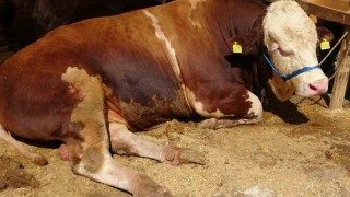 Sultanbeyli Kurban Pazarında dev rekabet: ‘Şampiyon ve ‘İmparator karşı karşıya