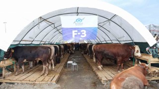 Sultangazi Belediyesi kurban alanında bayram hareketliliği