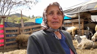 Sürüsünü kurtlara kaptıran kadın gözyaşlarını tutamadı: Hepsi evladım gibiydi