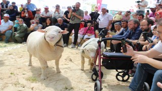 Talasta İle De France koyun ırkları yarıştı