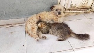 Tarçın adlı dişi köpek kedilere annelik yapıyor