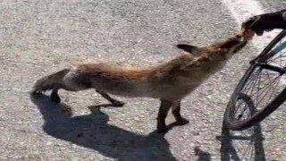 Tarihi yarımadanın maskotu olan tilki, sporcunun elinden beslendi