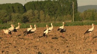 Tavşanlıda ikinci kez leyleklerin göçü, ilçe sakinlerine sürpriz yaşattı
