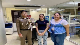 Taylandda polisleri ısıran kedinin sabıka fotoğrafı çekildi, pati izi alındı