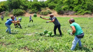 Tescilli Adana karpuzunda hasat başladı: Kilogramı 20-24 lira