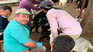 Toprakkale’de Küçükbaş Hayvanlara Küpeleme Çalışmaları Devam Ediyor