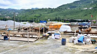 Trabzona Kurban Bayramı öncesinde kurbanlıklar gelmeye başladı