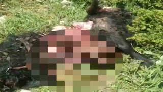 Tuncelide ayı dehşeti: Bir kişi yaralandı, 31 küçükbaş hayvan telef oldu