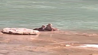 Tuncelide su samurları görüntülendi