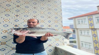 Türkelide 7,5 kiloluk dev levrek yakalandı