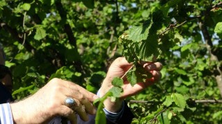 TZOB Genel Başkanı Bayraktar, Giresunda zirai don incelemesinde bulundu