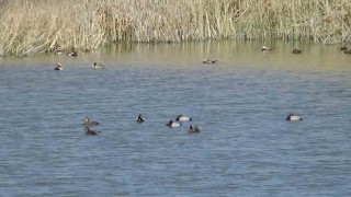Van Gölü havzasında kuş popülasyonu canlandı