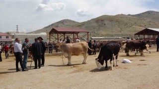 Vanda kurbanlıklar görücüye çıktı