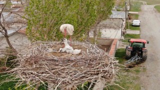 Vanda leylekler 48 yıldır aynı direğe yuva yapıyor