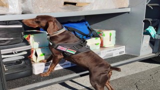 X-Ray kontrolü sırasında, beyan edilmemiş 351 bin 620 euro dedektör köpekten kaçamadı