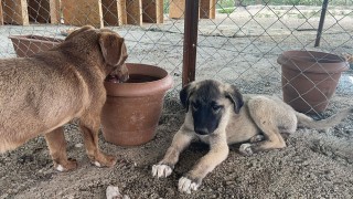 Yağmur Altında Annesinin Başında Bekleyen Yavru Köpek Yürekleri Dağladı