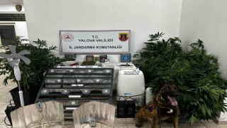 Yalovada evinde uyuşturucu yetiştiren şüpheli tutuklandı