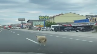 Yalovada kaçak kurbanlık koyun trafiği birbirine kattı