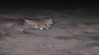 Yalovada ormanlık alanda insanların yanına gelen tilki kamerada