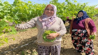 Yaprağı meyvesinden daha çok kazandırıyor