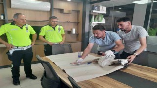 Yaralı leyleğe polisten şefkat eli