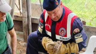 Yavru yaban tavşanına jandarmadan yardım eli