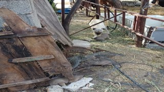 Yavruları kurtarılana kadar ekiplerin başını bekledi