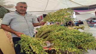 Yeşil nohut tezgahlarda yerini aldı