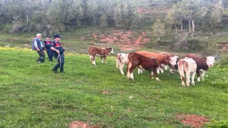 Yozgatta büyükbaş hayvanları kaybolan vatandaşın yardımına Jandarma koştu