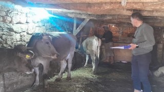 Yüksekovada hayvanları kimliklendirme ve aşılama çalışması