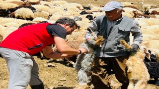 Yüksekovada şap hastalığına karşı aşılama seferberliği