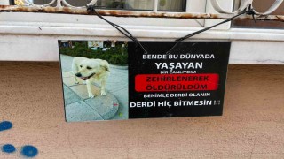 Zehirlendiği iddia edilen köpeğin fotoğrafıyla asılan not göze çarptı