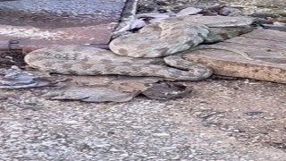 Zehirli yılan türü engerek görüntülendi