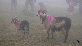 118 yıldır devam eden gelenek: Gelin gibi süslenen hayvanları ile göçe başladılar