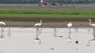 280 türden fazla kuşa ev sahipliği yapan Diyarbakırda uzun yıllar sonra flamingo görüldü