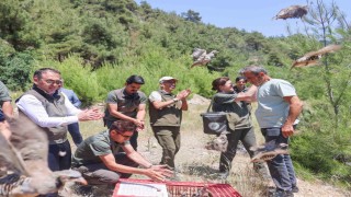 300 kınalı keklik doğaya salındı