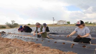 6 fideyle başladı, 60 bin fideye ulaştı