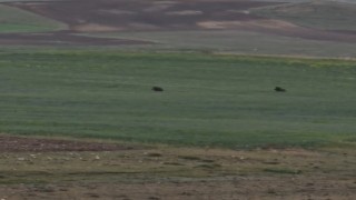 Aç kalan iki domuz Murat Kanyonunda görüntülendi