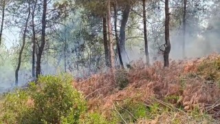Adanada orman yangını kontrol altına alındı