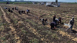 Adana’da Patates Hasadında Fiyatlar Yarı Yarıya Düştü