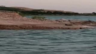 Adıyamanda su samuru görüldü
